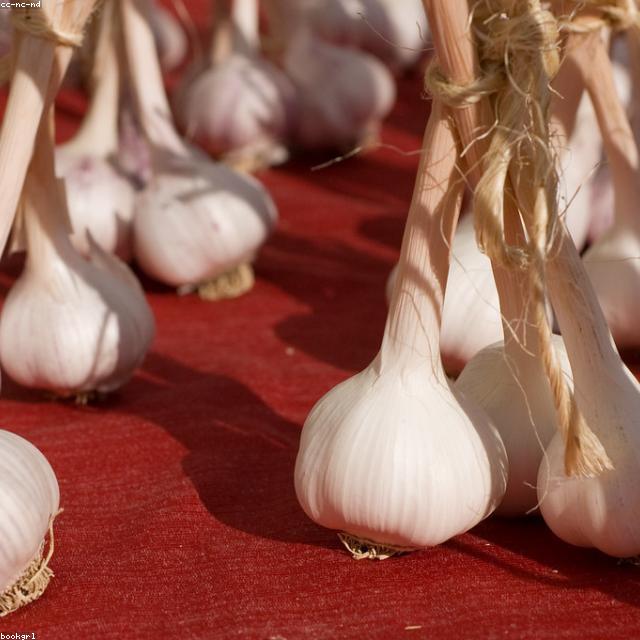 Garlic