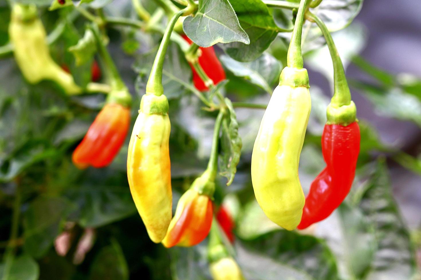 Bed chillies