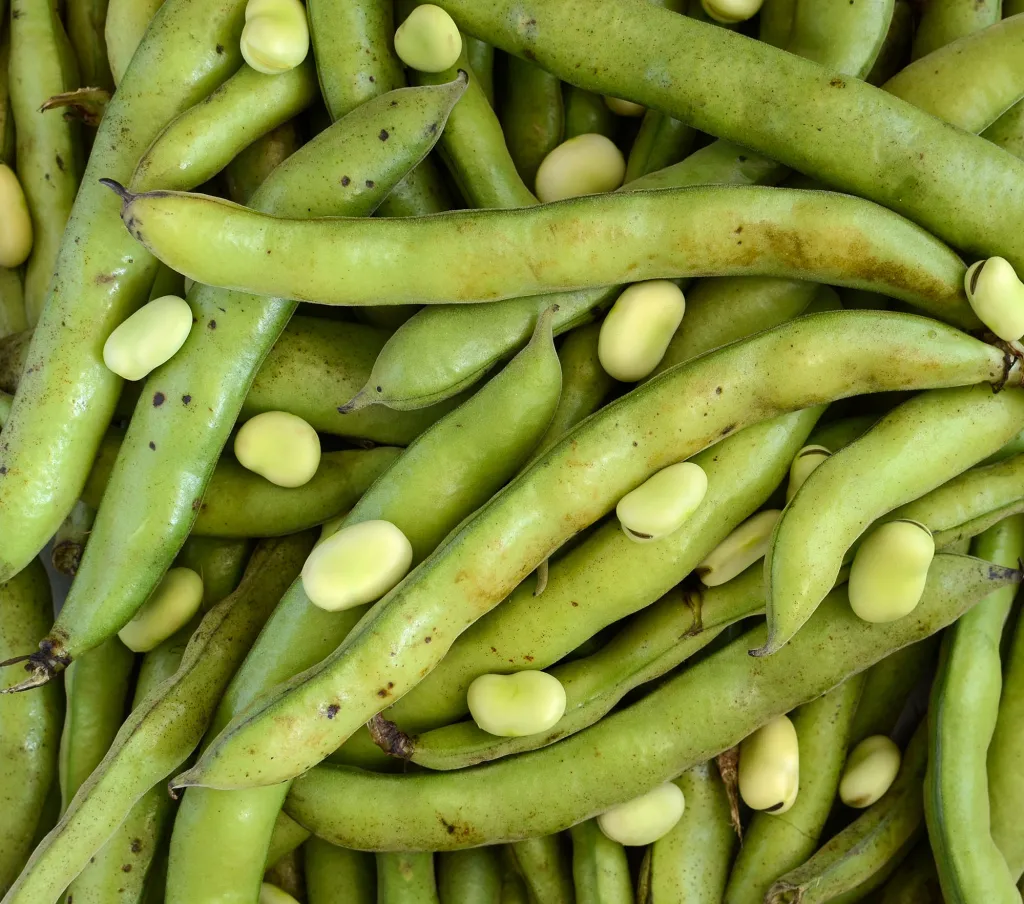 fresh beans