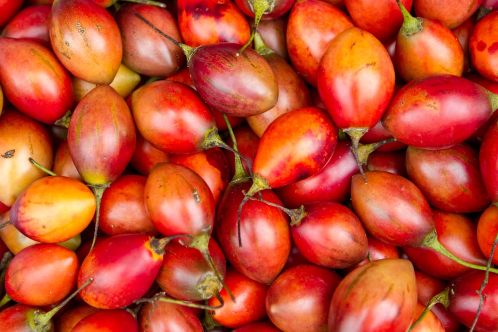 Tree Tomatoes