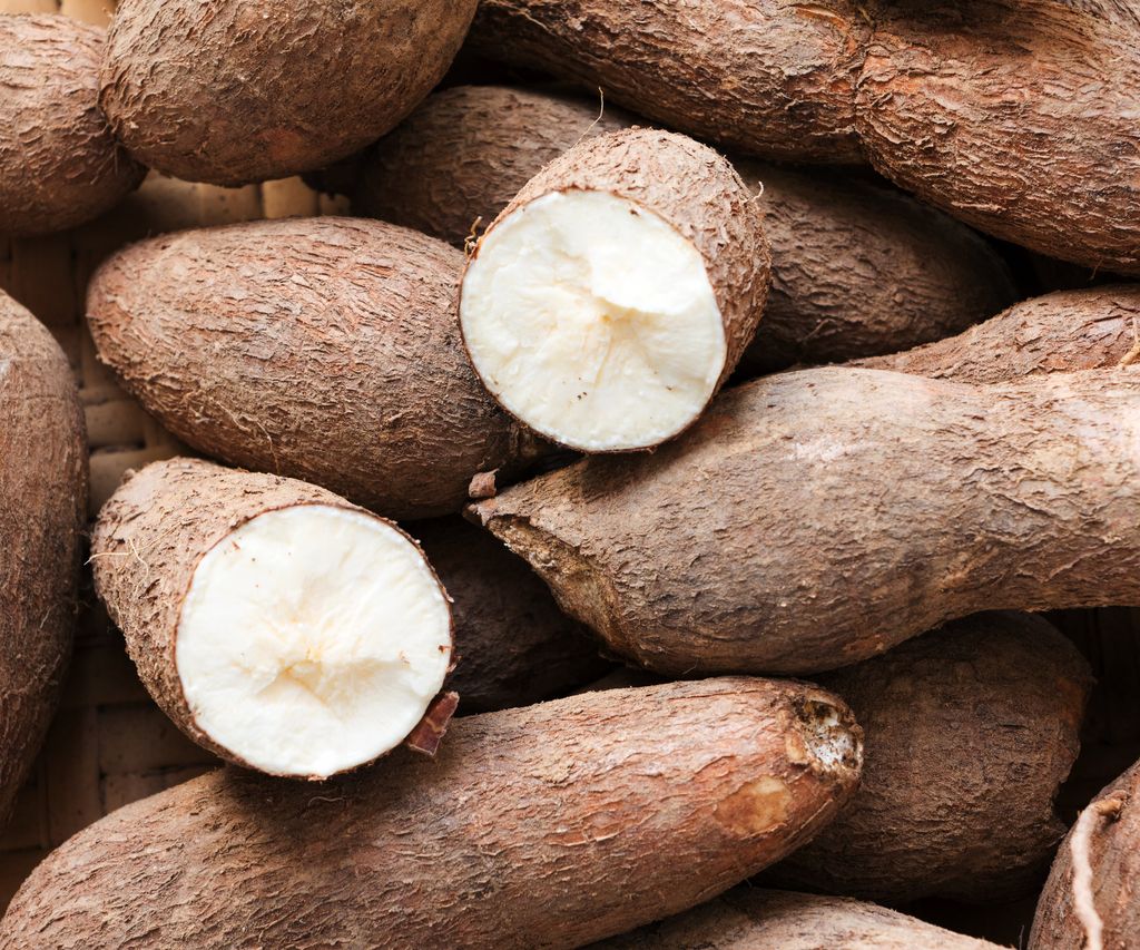 Cassava