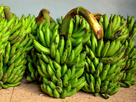 Matooke