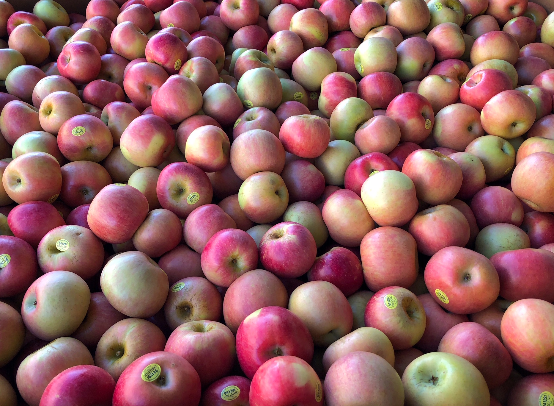 Apples