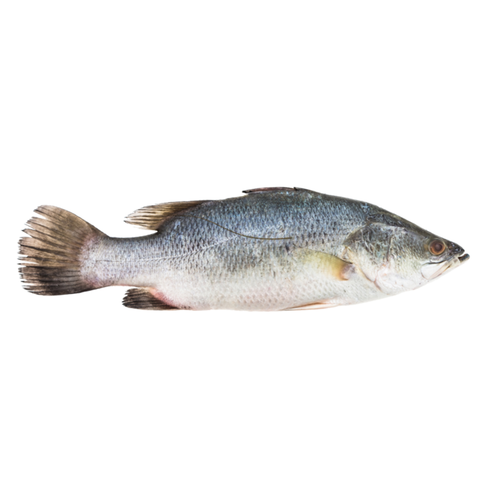 Nile Perch